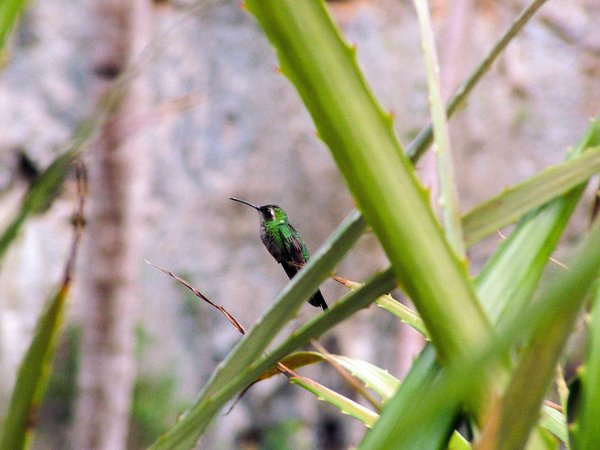 Comment aménager un jardin pour attirer les colibris en ville ?